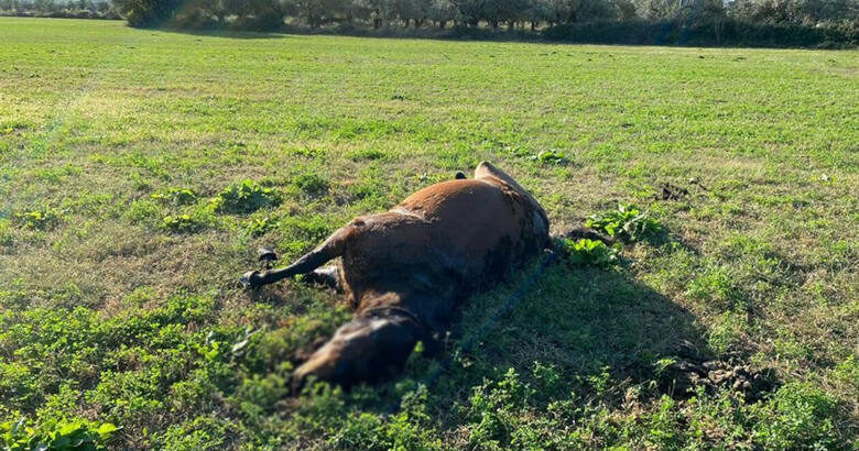 Αιτωλοακαρνανία: Πυροβόλησαν και σκότωσαν άγρια άλογα στη Λεπενού (vid)