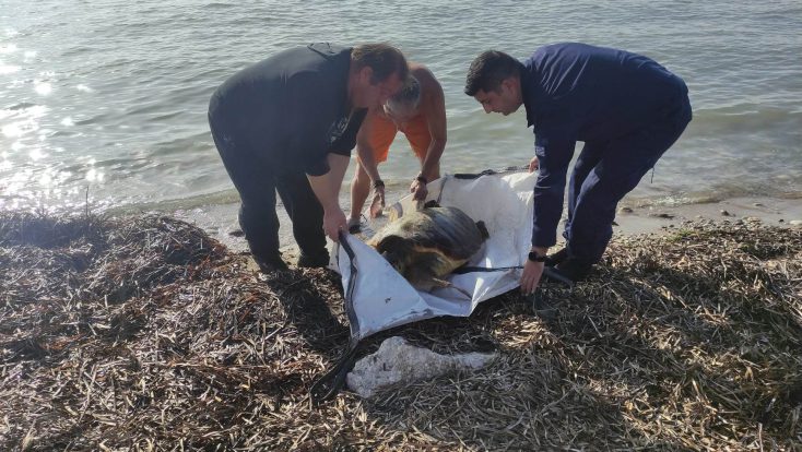 Διάσωση χελώνας στο Μεσολόγγι που κατάπιε αγκίστρι!