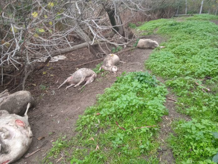 Σε απόγνωση κτηνοτρόφος από την Κατοχή Μεσολογγίου-Κεραυνός σκότωσε τα πρόβατα του