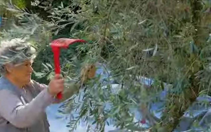 Λίμνη Κρεμαστών: Λεβεντιά η κυρά Θοδώρα που αρνείται να εγκαταλείψει τον τόπο της και εργάζεται με πολύ κόπο