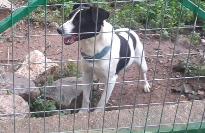 Βαρεία Τριχωνίδας: Θανάτωσαν τον Αζόρ και ζητούν πληροφορίες