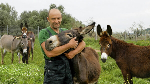 Η φάρμα του Γιώργου Βνάτσιου με τα γαϊδουράκια στον κάμπο του Αγρινίου (vid)