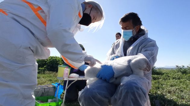 29 Αργυροπελεκάνοι δακτυλιώθηκαν στο Εθνικό Πάρκο Λιμνοθάλασσας Μεσολογγίου – Αιτωλικού