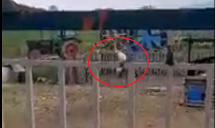 87χρονος χτυπάει με μανία τον σκύλο του – Κατατέθηκε μήνυση εις βάρος του