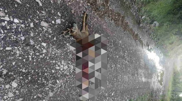 Κατοικημένες περιοχές του Ορεινού Δήμου Θέρμου απειλούνται από λύκους