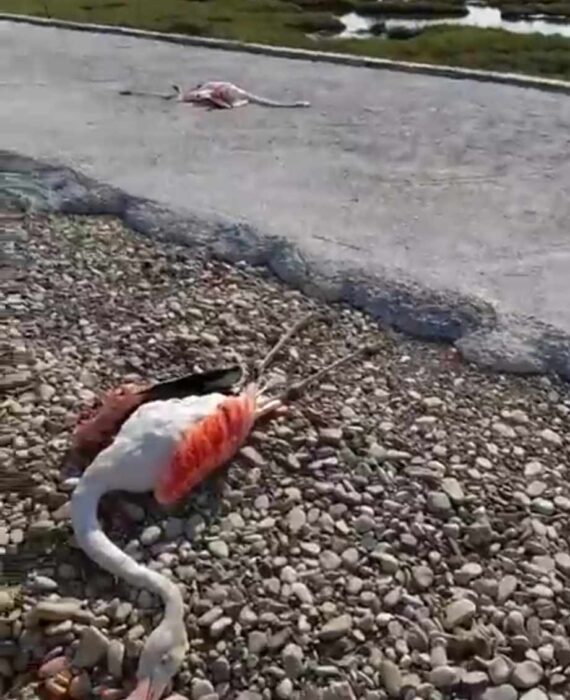 Μεσολόγγι:Οργή και θλίψη για τα νεκρά φλαμίνγκο στο δρόμο της Τουρλίδας (βίντεο)
