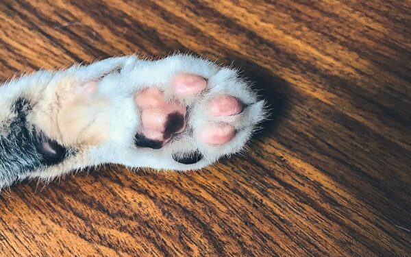 Κτηνωδία στην Αιδηψό: Βρήκε νεκρές οκτώ γάτες στην αυλή της