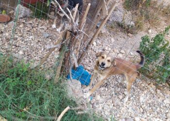 Δήμος Ξηρομέρου: fake news για κακή ποιότητα νερού και κακοποίηση αδεσπότων