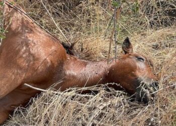 Τα άγρια άλογα του Πεταλά ξεψυχούν στην άσφαλτο ή πυροβολούνται
