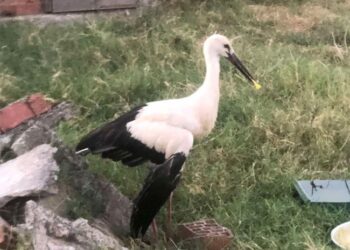 Αμφιλοχία: Τραυματισμένος πελαργός δεν μπορεί να φροντίσει τα μικρά του (video)