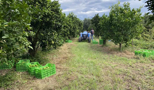 Ξεκίνησε σιγά-σιγά η συγκομιδή των λεμονιών στον κάμπο του Αγρινίου