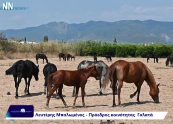 Ναυπακτία: Στο έλεος των “άγριων αλόγων” ο Γαλατάς