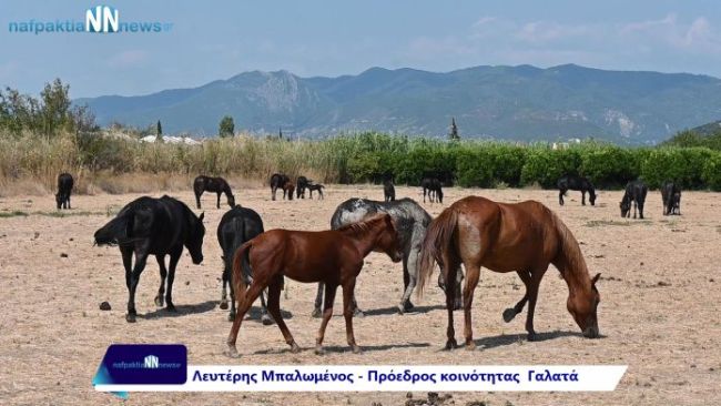 Ναυπακτία: Στο έλεος των “άγριων αλόγων” ο Γαλατάς