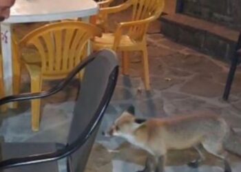 Αιτωλ/νία: Μια αλεπού συμπεριφέρεται σαν κατοικίδιο, μπαίνει σε καφενείο, τη λένε «κυρά Μάρω» [βίντεο]
