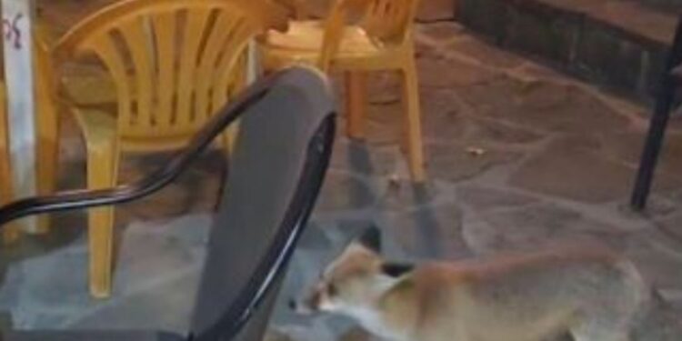 Αιτωλ/νία: Μια αλεπού συμπεριφέρεται σαν κατοικίδιο, μπαίνει σε καφενείο, τη λένε «κυρά Μάρω» [βίντεο]