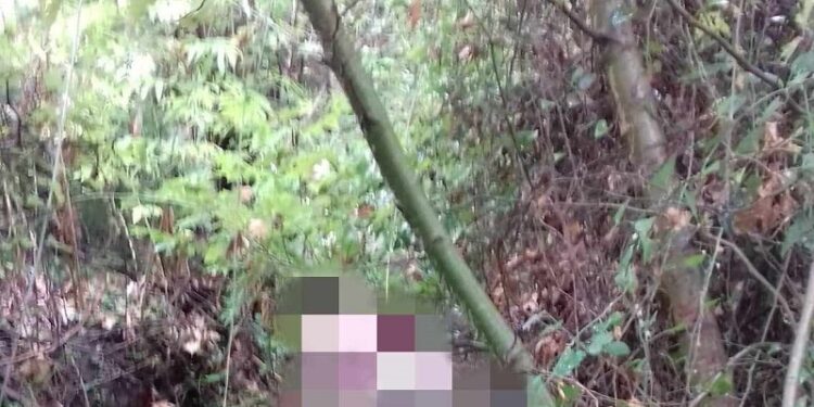 Αιτωλ/νία: Επίθεση λύκου σε ποιμνιοστάσιο