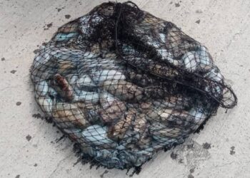 Πρόστιμο και κατάσχεση για παράνομη αλιεία στον Αμβρακικό