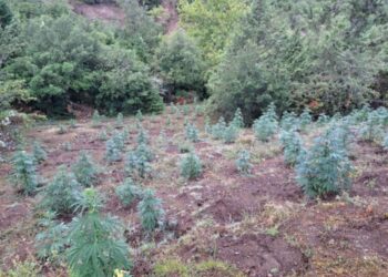 669 δενδρύλλια κάνναβης εντοπίστηκαν σε δύσβατη δασική περιοχή της Αιτωλοακαρνανίας