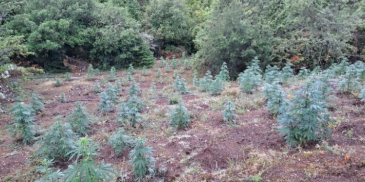 669 δενδρύλλια κάνναβης εντοπίστηκαν σε δύσβατη δασική περιοχή της Αιτωλοακαρνανίας