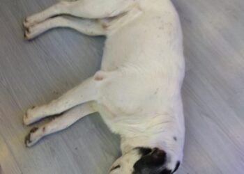 Αγρίνιο: Καταγγελία για άτομα που χτύπησαν τον ΖΟΡΡΟ-δίνεται αμοιβή σε όποιον δώσει πληροφορίες!