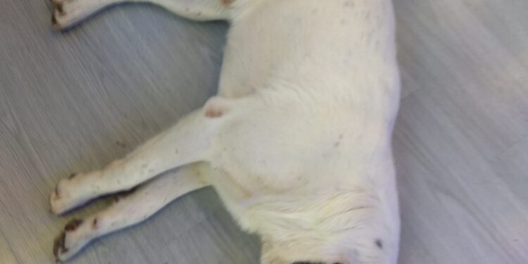 Αγρίνιο: Καταγγελία για άτομα που χτύπησαν τον ΖΟΡΡΟ-δίνεται αμοιβή σε όποιον δώσει πληροφορίες!