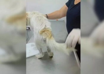 Βίασε σκύλο και τον παράτησε αιμόφυρτο στο δρόμο – Έρευνες για τον δράστη