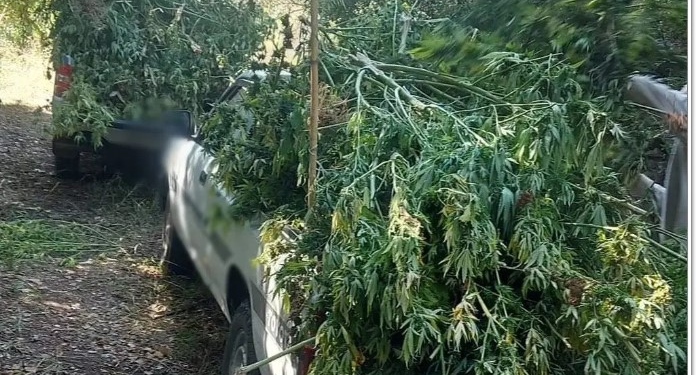 Εικόνες απο την τεράστια χασισοφυτεία στην Αιτωλοακαρνανία-Αναζητούνται οι καλλιεργητές