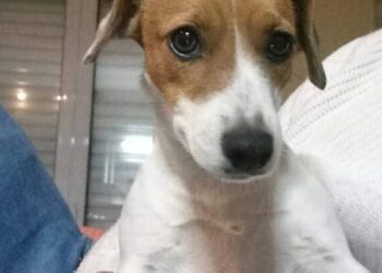 Αγρίνιο: Άσχημη εξέλιξη από την επίθεση πίτμπουλ/ Ο 63χρονος υπέστη μερικό ακρωτηριασμό δακτύλου & ο σκύλος του κατέληξε!