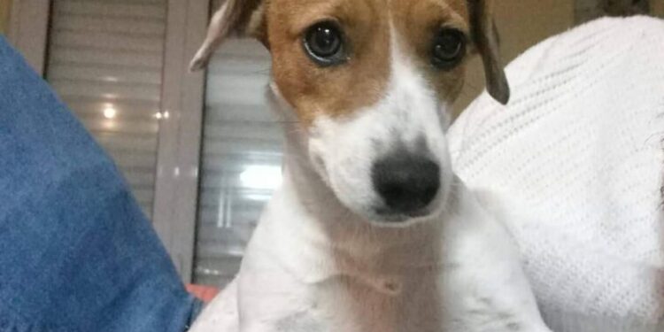 Αγρίνιο: Άσχημη εξέλιξη από την επίθεση πίτμπουλ/ Ο 63χρονος υπέστη μερικό ακρωτηριασμό δακτύλου & ο σκύλος του κατέληξε!