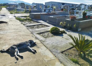 Σκυλί νεκρό στο νεκροταφείο Αγρινίου από την περασμένη Παρασκευή