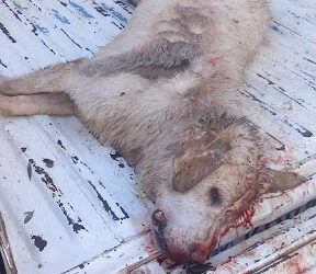 Ειδήσεις & Ρεπορτάζ από το Αγρίνιο και την Αιτωλοακαρνανία