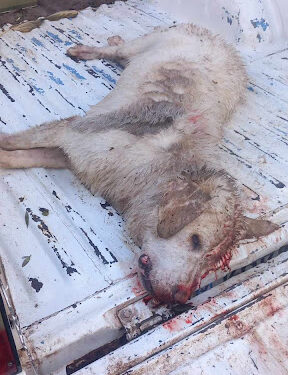 Ξηρόμερο: Πυροβόλησαν θανάσιμα δύο σκυλάκια.