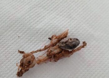 Κρύο Νερό Τριχωνίδας: Διαμαρτυρίες για την θολότητα του νερού και για τα τρωκτικά σε αποσύνθεση!(φωτο)