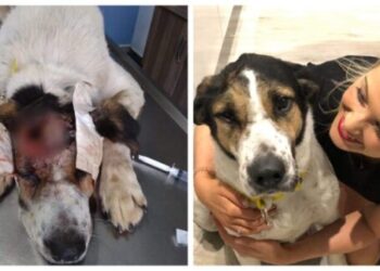 Αιτωλοακαρνανία: Πυροβολήθηκε στο κεφάλι και πήγαινε για ευθανασία-Γλύτωσε και πλέον ζει χαρούμενος στην Αγγλία