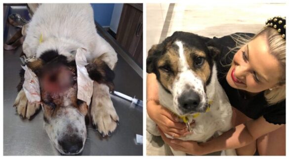 Αιτωλοακαρνανία: Πυροβολήθηκε στο κεφάλι και πήγαινε για ευθανασία-Γλύτωσε και πλέον ζει χαρούμενος στην Αγγλία