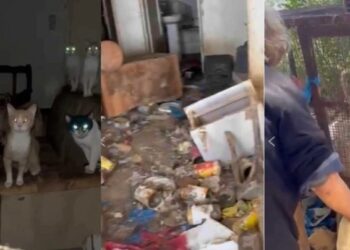 Αγρίνιο: Συλλέκτες ζώων βασάνιζαν μέχρι θανάτου γάτες και σκύλους σε σπίτι