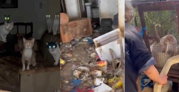 Αγρίνιο: Συλλέκτες ζώων βασάνιζαν μέχρι θανάτου γάτες και σκύλους σε σπίτι