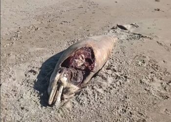 Ειδήσεις & Ρεπορτάζ από το Αγρίνιο και την Αιτωλοακαρνανία