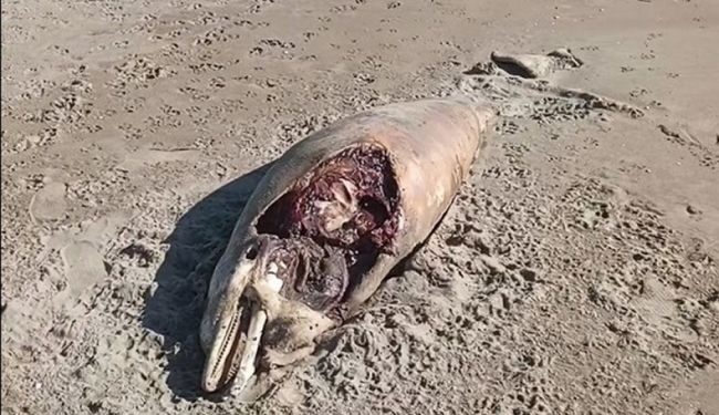 Νεκρό δελφίνι ξεβράστηκε στην παραλία του Λούρου