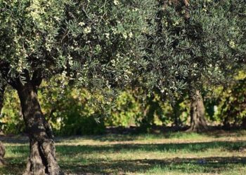 Αιτωλ/νία: Του έκλεψαν την ελιές και έμεινε χωρίς σοδειά!