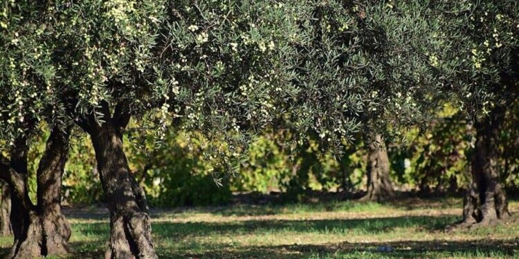 Αιτωλ/νία: Του έκλεψαν την ελιές και έμεινε χωρίς σοδειά!