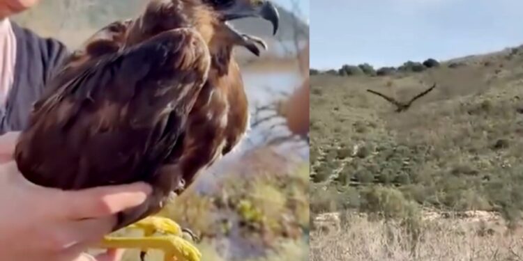 Επέστρεψε στον βιότοπο του Αμβρακικού Κόλπου ένας τραυματισμένος καλαμόκιρκος