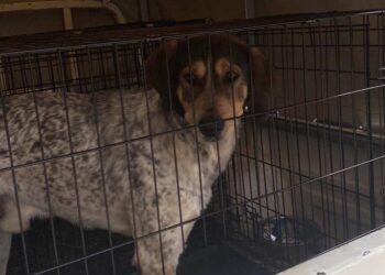 Αγρίνιο: 6.000€ πρόστιμο σε Αγρινιώτη για τον σκύλο του/έρευνα από την Εισαγγελέα!