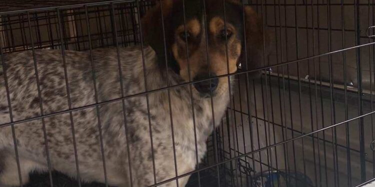 Αγρίνιο: 6.000€ πρόστιμο σε Αγρινιώτη για τον σκύλο του/έρευνα από την Εισαγγελέα!