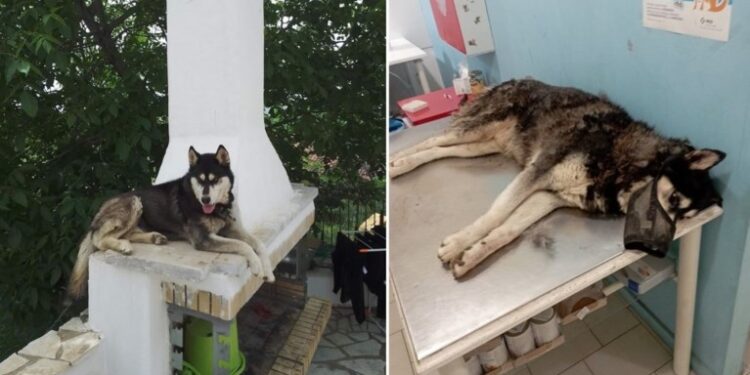 Αράχωβα: Θα γίνει εκταφή για νέα εξέταση του χάσκι – Στην Ασφάλεια ξανά ο ιδιοκτήτης