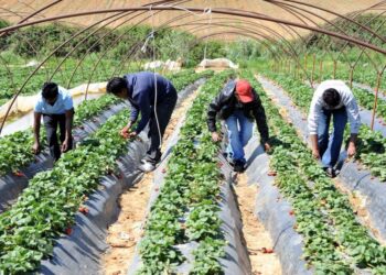 Η τροπολογία για τους μετανάστες είναι μια κάποια λύση αλλά όχι αρκετή, λένε αγροτικοί σύλλογοι