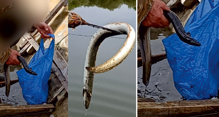 Ψάρευε παράνομα χέλια και τον εντόπισε το Λιμενικό Αμφιλοχίας-– Επιβλήθηκαν διοικητικές κυρώσεις