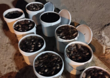 Μεγάλη ποσότητα ολουθουρίων κατάσχεσε στο κόλπο Μαραθιά Αιτωλ/νίας από σκάφος το Λιμενικό