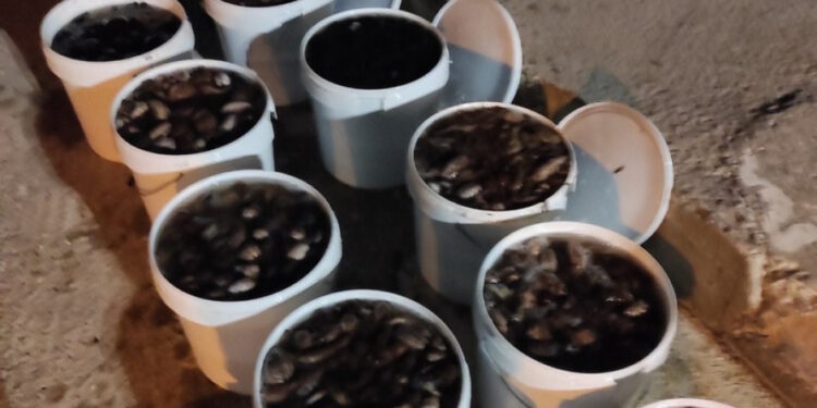 Μεγάλη ποσότητα ολουθουρίων κατάσχεσε στο κόλπο Μαραθιά Αιτωλ/νίας από σκάφος το Λιμενικό