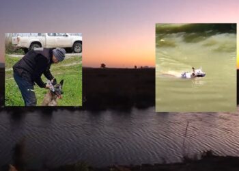  Μεσολόγγι: Ο σκύλος που ξεπέρασε τις 20ήμερες  ανθρώπινες έρευνες, τεχνολογίες & ομάδες βραβεύεται!